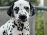 8 chiots Dalmatiens LOF à l'achat