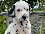 8 chiots Dalmatiens LOF à l'achat