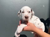 8 chiots Dalmatiens LOF à l'achat
