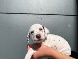 8 chiots Dalmatiens LOF à l'achat