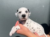 8 chiots Dalmatiens LOF à l'achat