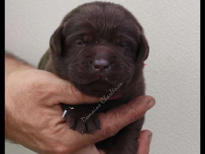 À réserver : 7 chiots Labrador Retrievers chocolat LOF