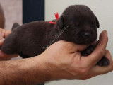 À réserver : 7 chiots Labrador Retrievers chocolat LOF