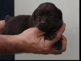 À réserver : 7 chiots Labrador Retrievers chocolat LOF