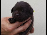 À réserver : 7 chiots Labrador Retrievers chocolat LOF