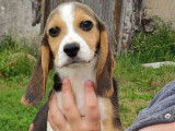 2 chiots femelles Beagles LOF tricolores à vendre