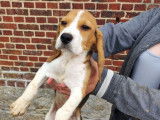 2 chiots femelles Beagles LOF tricolores à vendre