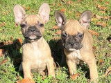 En vente : 4 chiots Bouledogues Français non LOF