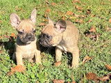 En vente : 4 chiots Bouledogues Français non LOF