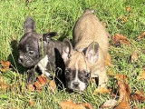 En vente : 4 chiots Bouledogues Français non LOF