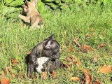 En vente : 4 chiots Bouledogues Français non LOF