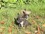 En vente : 4 chiots Bouledogues Français non LOF