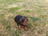 Vente de 3 chiots mâles Yorkshire Terriers noir et feu LOF