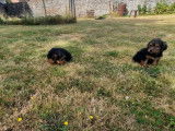 Vente de 3 chiots mâles Yorkshire Terriers noir et feu LOF