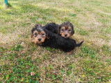 Vente de 3 chiots mâles Yorkshire Terriers noir et feu LOF