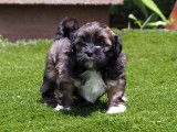 Chiots Lhasa Apso &agrave; vendre