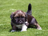 Chiots Lhasa Apso &agrave; vendre