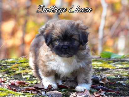 Chiots Lhassa Apso à naître