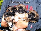 Chiots Lhassa Apso à naître