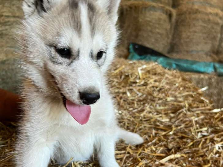 Chiots Huskies Sibériens à vendre (1 Femelle & 1 Mâle)