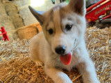 Chiots de race Husky Sib&eacute;rien &agrave; vendre (1 femelle & 1 m&acirc;le)
