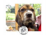 Chiots Beagles à vendre (3 Femelles & 5 Mâles)