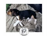 Chiots Beagles à vendre (3 Femelles & 5 Mâles)