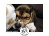 Chiots Beagles à vendre (3 Femelles & 5 Mâles)