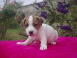Adorables chiots jack russel