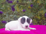Adorables chiots jack russel