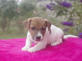Adorables chiots jack russel