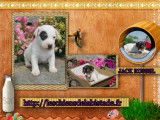 Adorables chiots jack russel