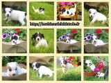 Adorables chiots jack russel