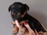 2 chiots Yorkshire Terriers non LOF noir et feu à la réservation