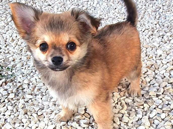 À vendre : 3 chiots Chihuahuas à poil long non LOF