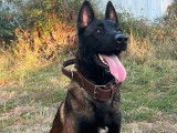 À vendre : un chien Berger Belge Malinois bringé d’un an (LOF)