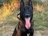 À vendre : un chien Berger Belge Malinois bringé d’un an (LOF)