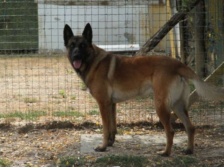 Un chien Berger Belge Malinois fauve de 2 ans LOF à acheter