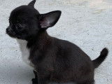 À vendre : 2 chiots Chihuahuas LOF