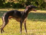 Un chien mâle Whippet noir de 7 ans disponible pour saillie (LOF)