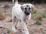 Un chiot femelle Berger d'Anotalie  LOF disponible &agrave; l'achat