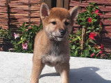 4 chiots Shiba Inus femelles LOF disponibles à la vente