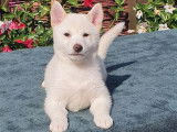 4 chiots Shiba Inus femelles LOF disponibles à la vente