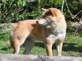 4 chiots Shiba Inus femelles LOF disponibles à la vente