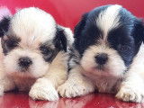À réserver : 6 chiots Shih Tzu non LOF