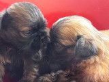 À réserver : 6 chiots Shih Tzu non LOF