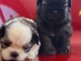 À réserver : 6 chiots Shih Tzu non LOF