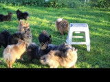 2 chiots femelles Spitz Allemands non LOF à vendre