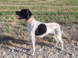 Des chiots Pointers LOF au pelage noir et blanc à vendre