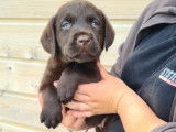3 chiots Labradors femelles LOF chocolat à réserver